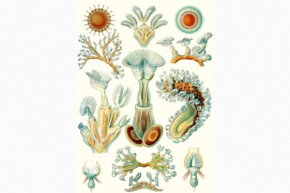 Revitalizing Scientific Heritage: The Strategic Value of Bryozoa by Ernst H. Haeckel in Modern Design